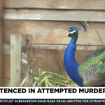 peacock in Portland neighborhood